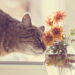 Plantas pet friendly estão virando tendência nos lares com gatos