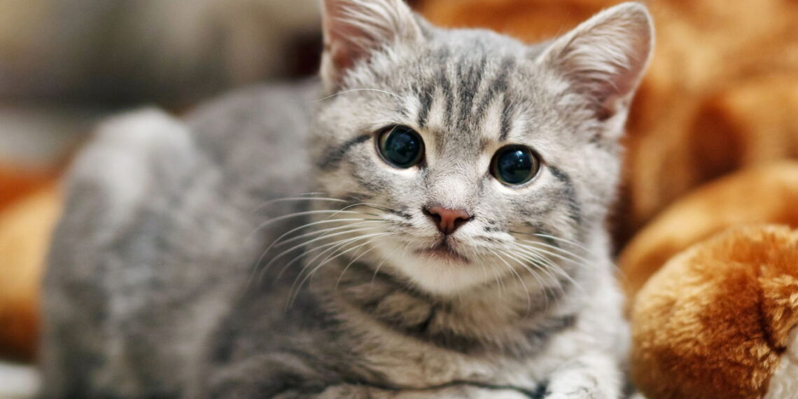 O que significa quando seu gato insiste em te seguir até o banheiro segundo os especialistas