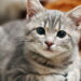 O que significa quando seu gato insiste em te seguir até o banheiro segundo os especialistas