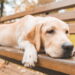 Entenda como um cachorro pensa, aprende e reage ao ambiente antes de ter um pet e evite problemas de comportamento
