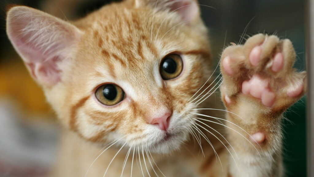 Nomes clássicos que nunca saem de moda para cães e gatos