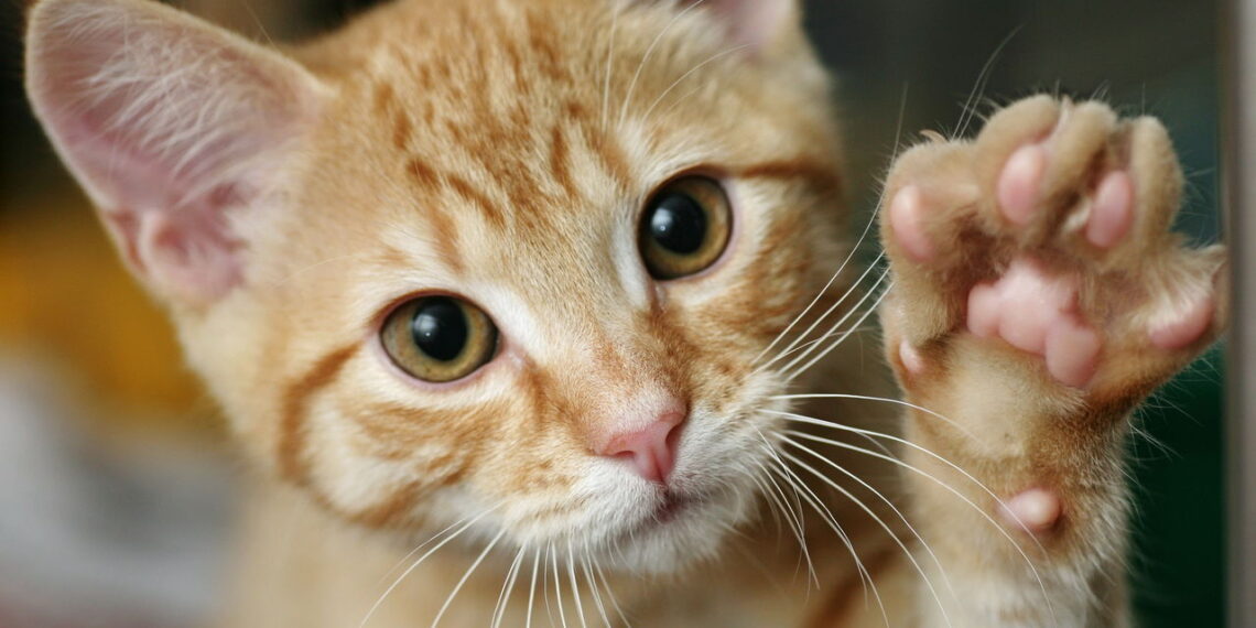 Gatos aventureiros merecem nomes como esses que refletem personalidade