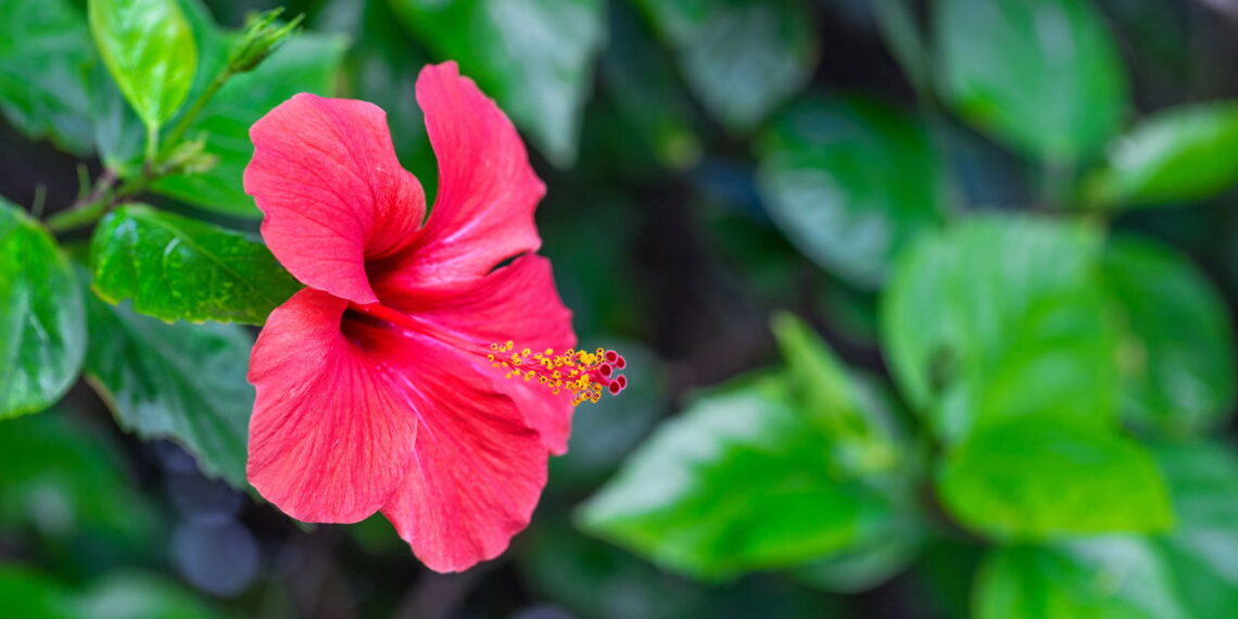 O que o hibisco faz no seu organismo vai te surpreender