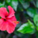 O que o hibisco faz no seu organismo vai te surpreender