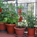 Como preparar o solo da varanda para plantar temperos