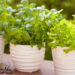 Planta saudável e refrescante é perfeita para cultivo caseiro