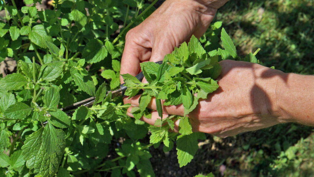 Planta saudável e refrescante é perfeita para cultivo caseiro