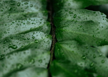 Nem mangueira, nem regador: o truque que mantém o jardim sempre úmido