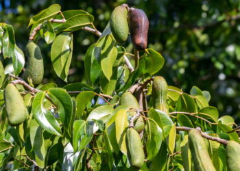 Essa árvore brasileira está surpreendendo quem busca saúde natural