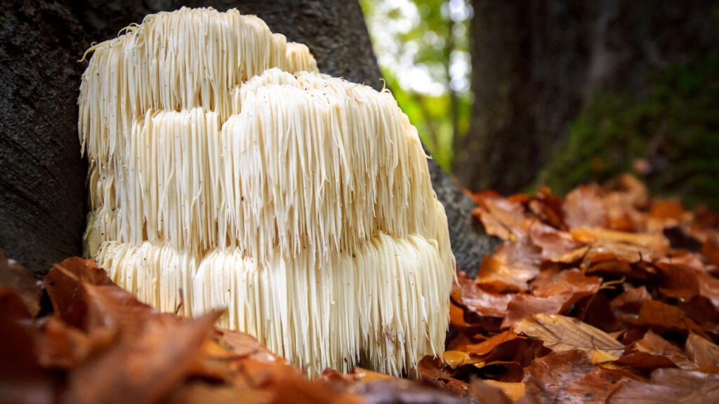 Cientistas descobrem alimento capaz de regenerar neurônios e fortalecer a memória