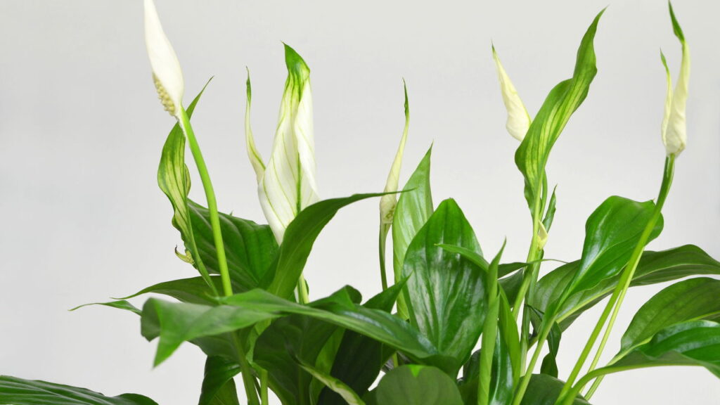 2 plantas que limpam o ar e deixam seu ambiente mais saudável e leve