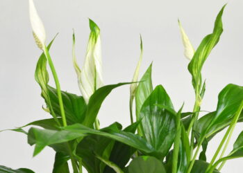 O erro mais comum que impede o lírio-da-paz de florir e a dica prática que ajuda a planta voltar a dar flores