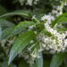 Algumas plantas comuns ajudam a acalmar a mente, aliviar o estresse e melhorar o bem-estar