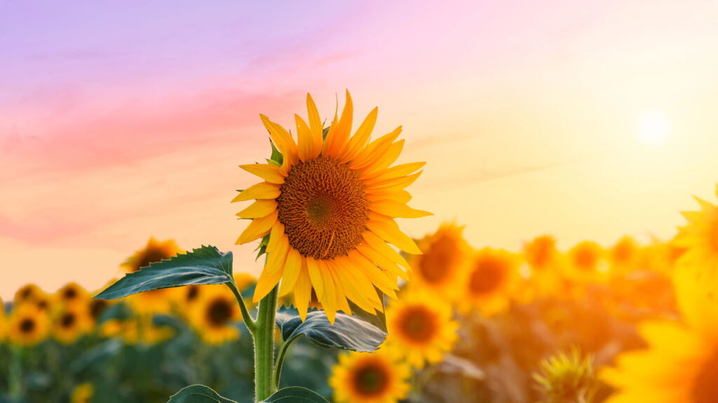 Como alinhar seu signo às plantas certas e transformar seu ambiente