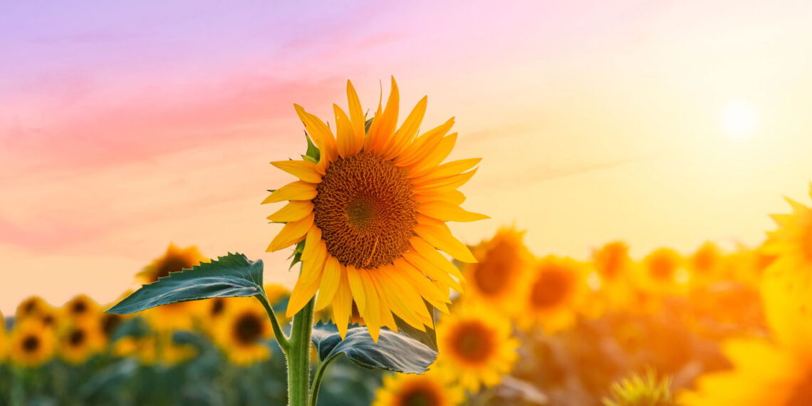Seu signo pode inspirar a escolha da planta perfeita para um jardim