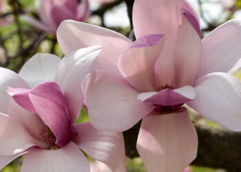 Flor de beleza única e fragrância marcante encanta os jardineiros