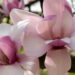 Flor de beleza única e fragrância marcante encanta os jardineiros