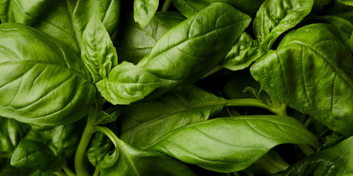 Planta que as moscas odeiam e você pode cultivar facilmente na janela de casa