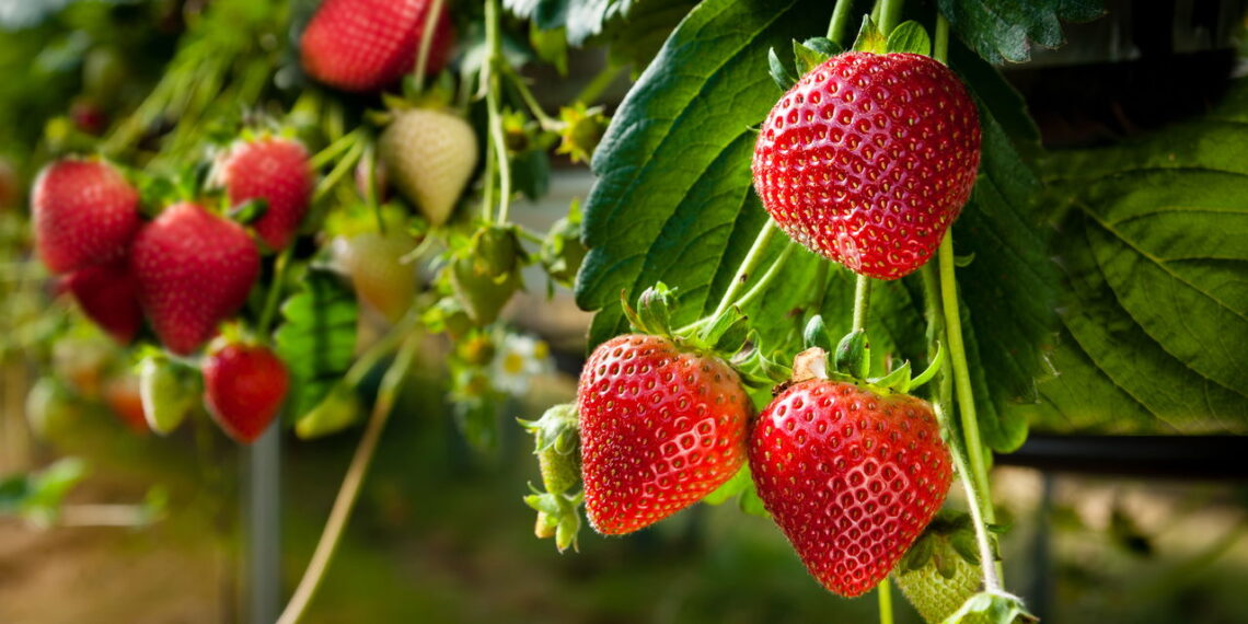 Fruta deliciosa e rica em nutrientes tem grande destaca no cultivo doméstico