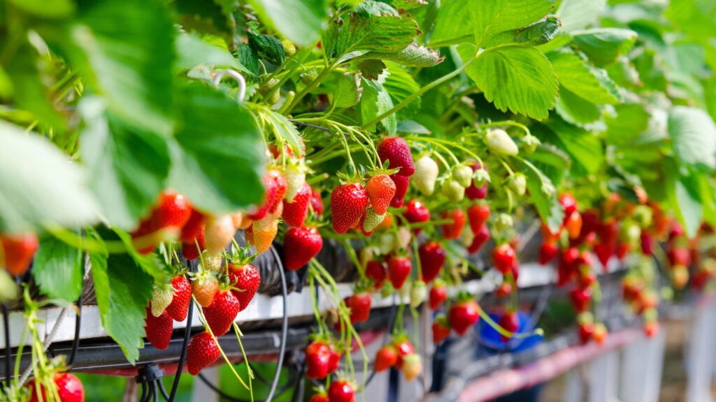 Fruta deliciosa e rica em nutrientes tem grande destaca no cultivo doméstico