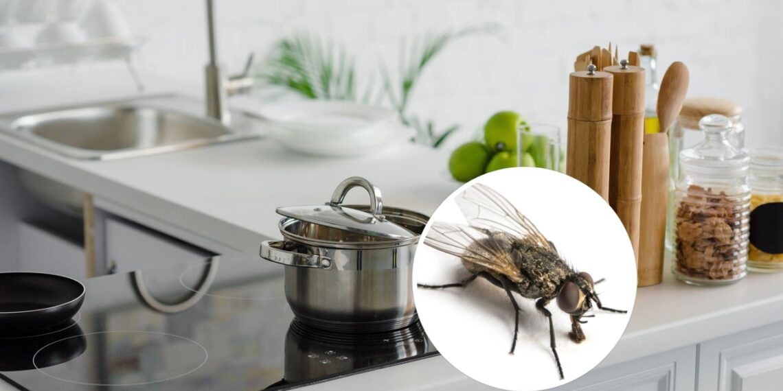 Plantas que afastam moscas e mantêm sua cozinha limpa
