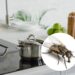 Plantas que afastam moscas e mantêm sua cozinha limpa