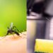 Plantas que afastam mosquitos e baratas ao mesmo tempo