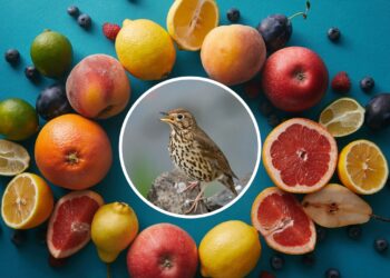 Essas frutas atraem pássaros e deixam o jardim cheio de vida