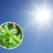 As plantas que adoram sol e crescem muito mais rápido