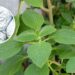 Alternativa ecológica substituindo produtos químicos agressivos