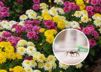 Plantas que afastam aranhas sem precisar de produtos químicos
