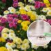 Plantas que afastam aranhas sem precisar de produtos químicos