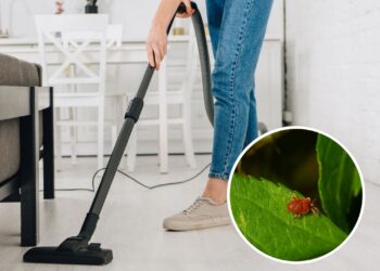 Como eliminar os ácaros escondidos no aspirador de pó de forma eficaz