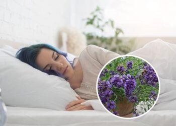 Essas plantas cultivadas em casa podem melhorar seu sono