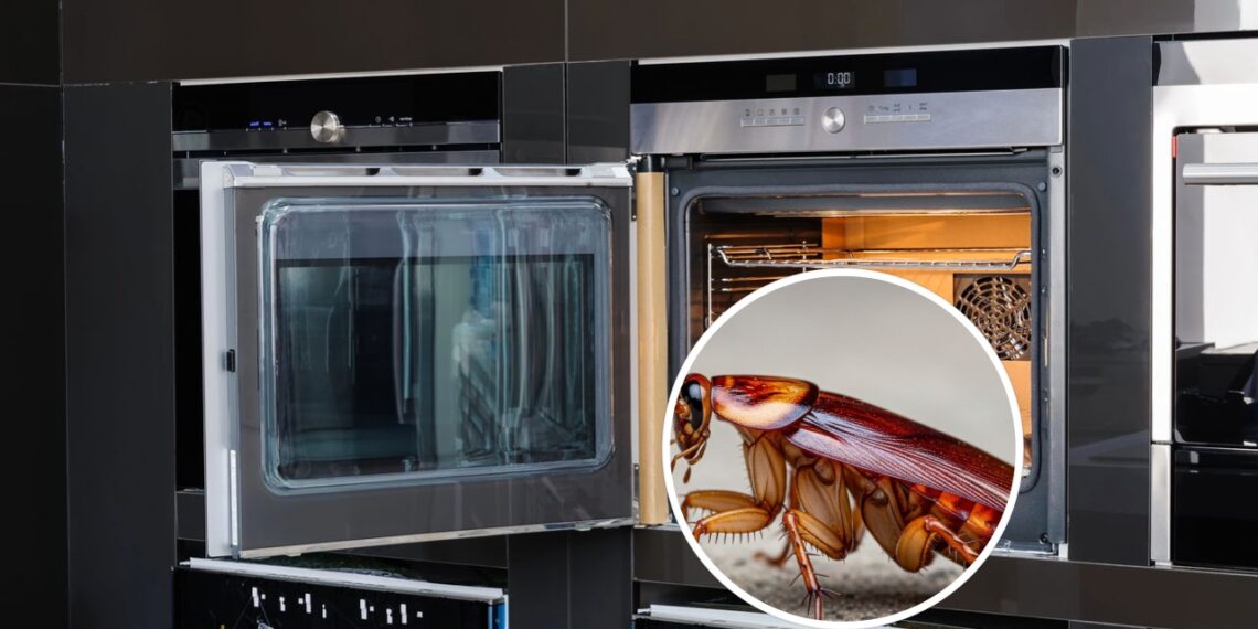 Você nunca mais verá baratas no forno com essa dica simples
