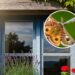A planta que espanta mariposas quando colocada na janela
