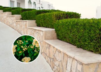 A planta trepadeira que floresce o ano todo e é ideal para criar cercas