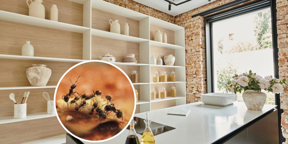 O ingrediente mais barato e eficaz para acabar com formigas na cozinha