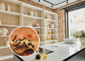 O ingrediente mais barato e eficaz para acabar com formigas na cozinha