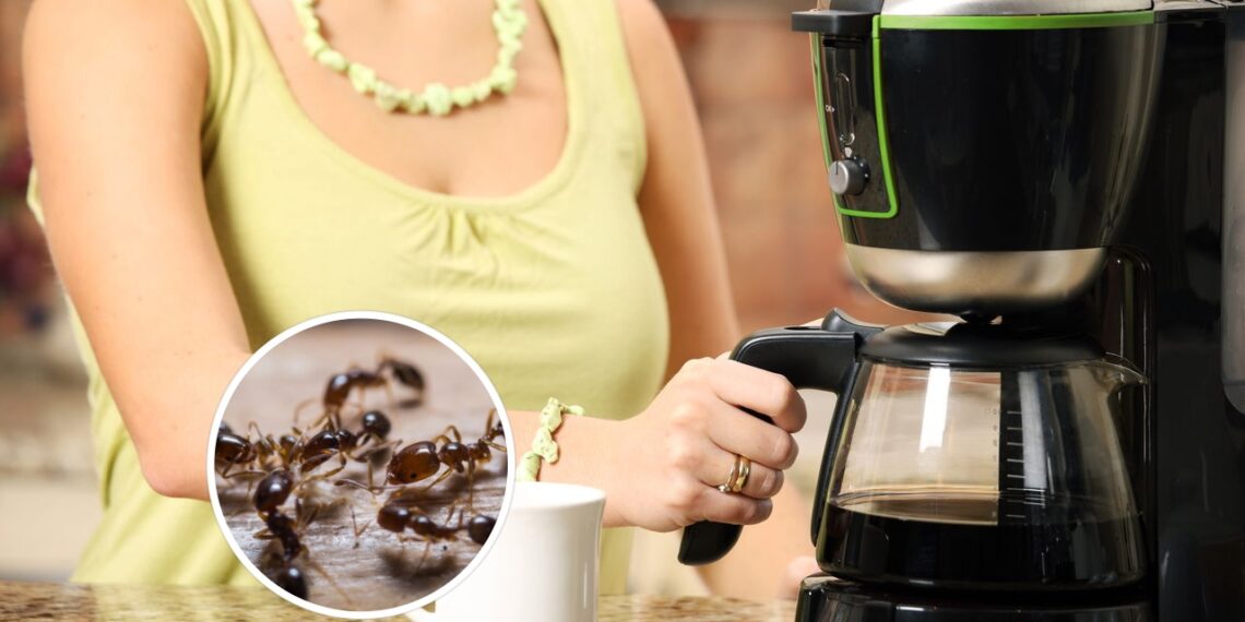 Esse erro comum está atraindo formigas direto para sua cafeteira