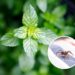 3 plantas que espantam aranhas e ainda decoram o ambiente