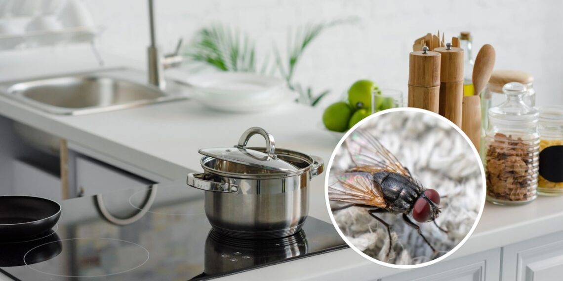 Poucos conhecem essa erva simples que mantém moscas longe da cozinha