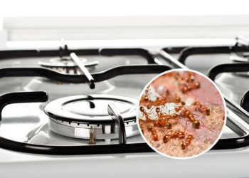 O que está atraindo formigas para o seu fogão sem você perceber