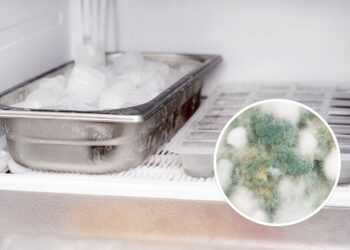 Acabe com o mofo do freezer e proteja sua cozinha de pragas