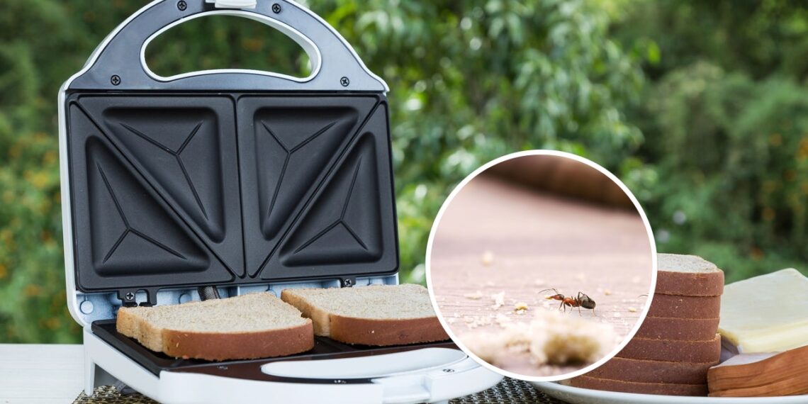 O truque natural mais eficaz para afastar insetos da sanduicheira