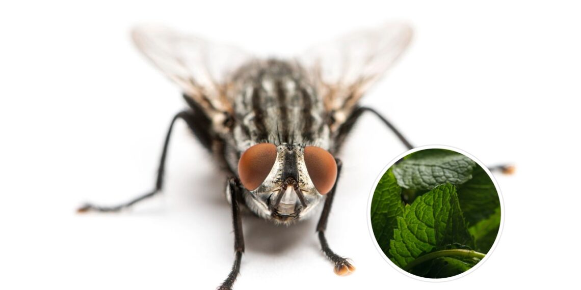 As plantas mais odiadas pelas moscas que você pode ter em casa