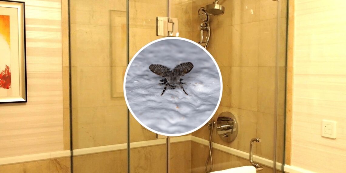 Como afastar as mosquinhas do box do banheiro de forma natural