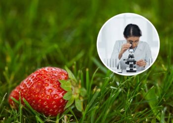 Você já viu um morango no microscópio? O que aparece pode chocar seu estômago