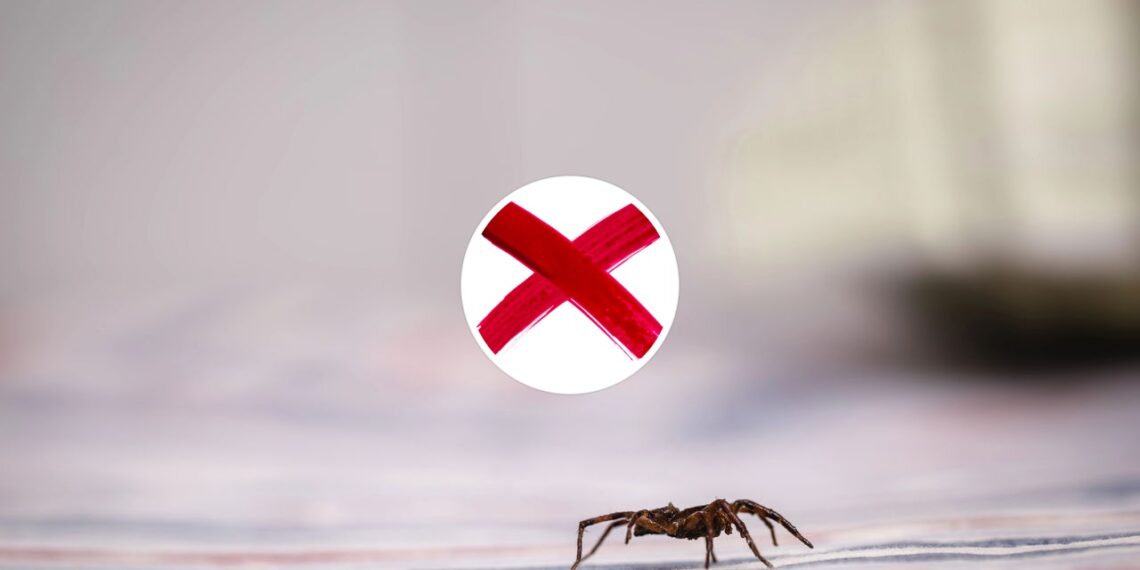 Essas plantas comuns são o segredo natural contra aranhas
