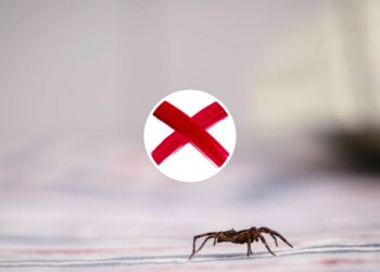Essas plantas comuns são o segredo natural contra aranhas